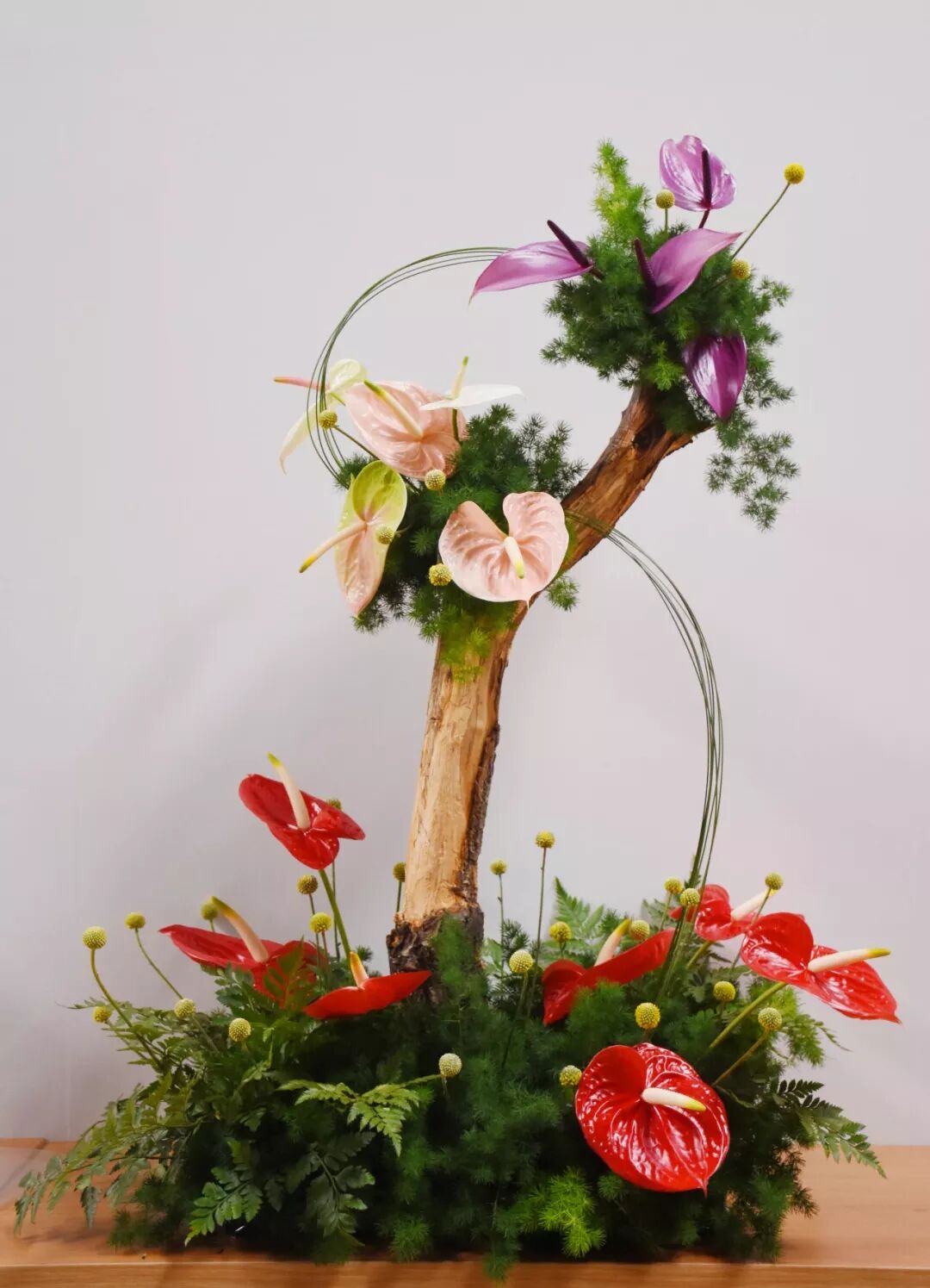 宏圖大展·河南省首屆紅掌插花花藝大賽圓滿落幕！