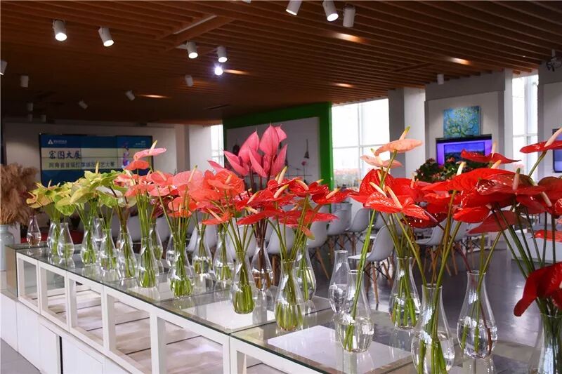 宏圖大展·河南省首屆紅掌插花花藝大賽圓滿落幕！