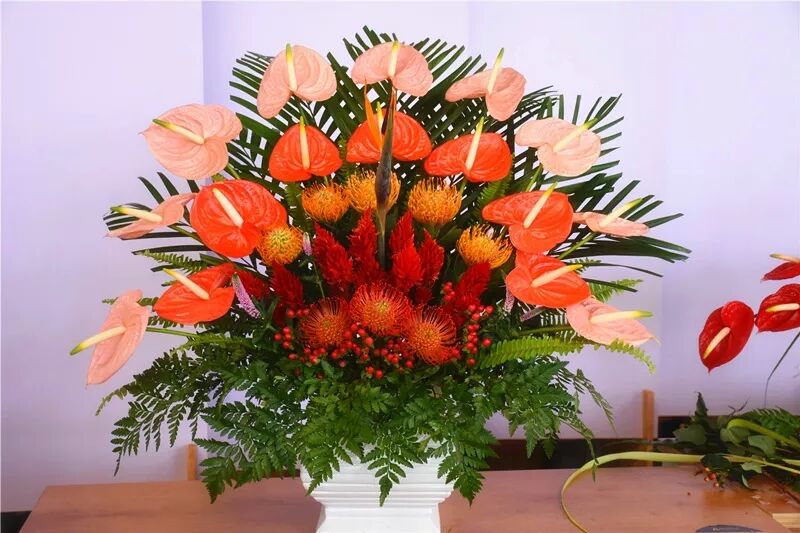 宏圖大展·河南省首屆紅掌插花花藝大賽圓滿落幕！