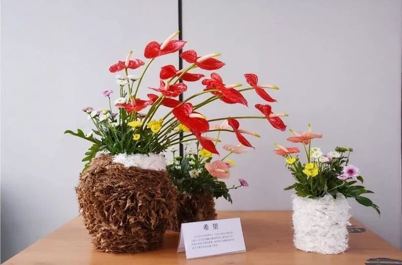 宏圖大展·河南省首屆紅掌插花花藝大賽圓滿落幕！