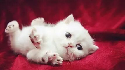 福利｜6000+套PPT资源，够你大学用几年，从此设计不求人