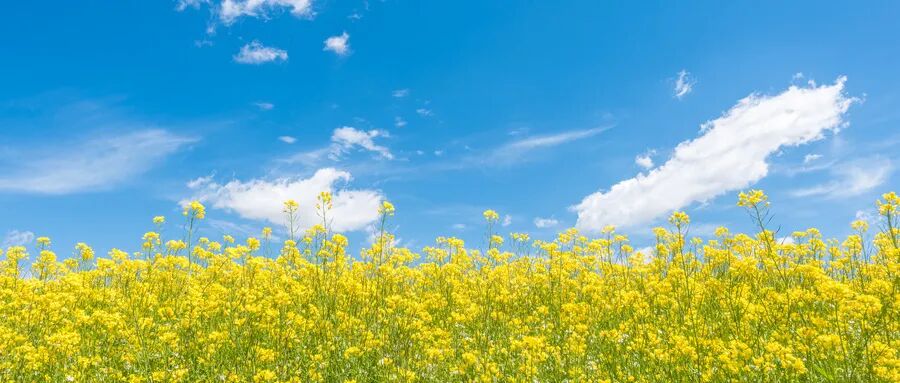 阳光下的油菜花海,探寻星沙的极致春天