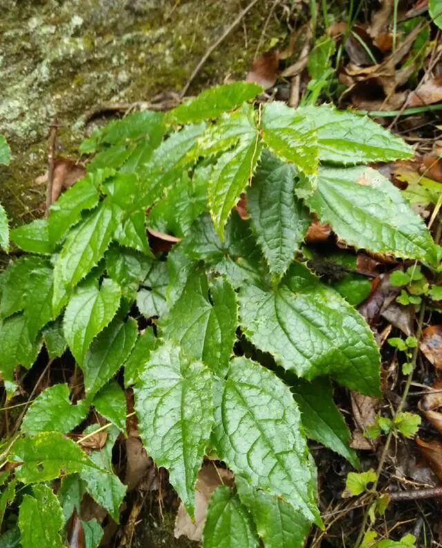 野生植物科普淫羊藿能帮助兄弟们雄起