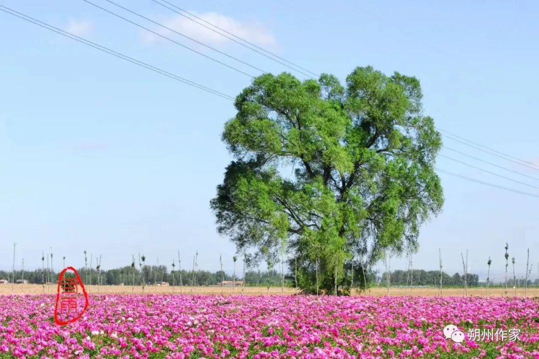 榆錢每年農曆四月,村裡站立著的那些榆樹們就像孕婦似的豐腴起來,肚子