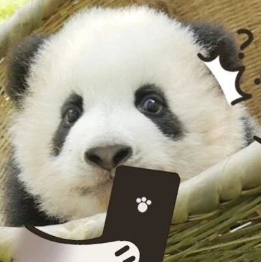 竟然有两种大熊猫？我看都没个熊样！