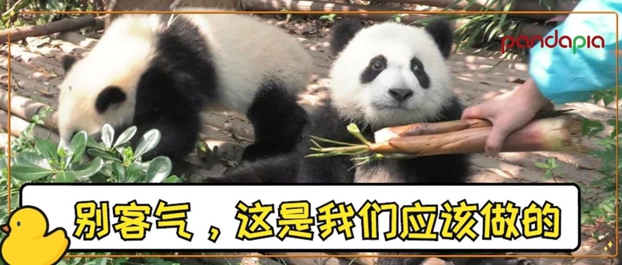 极为罕见!大熊猫“解救”被困饲养员!