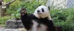翻墙、打麻将……还有什么是熊猫不会的吗？