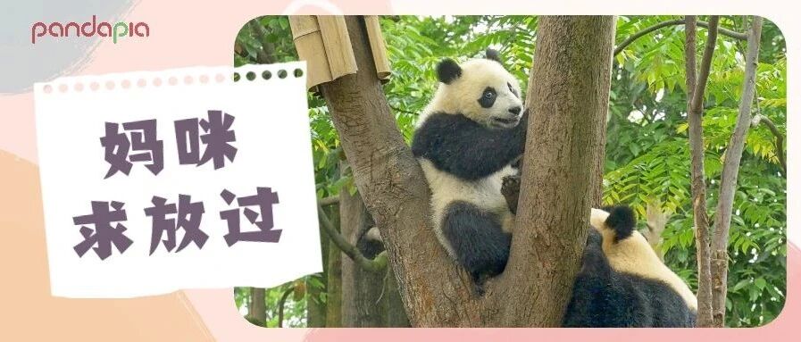 宝宝太难了：我妈咪未免太黏娃了吧!