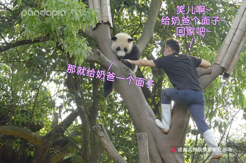 笑皇的排面有多大,三名饲养员接她回家。-微信头条网 笑皇的排面有多大,三名饲养员接她回家。