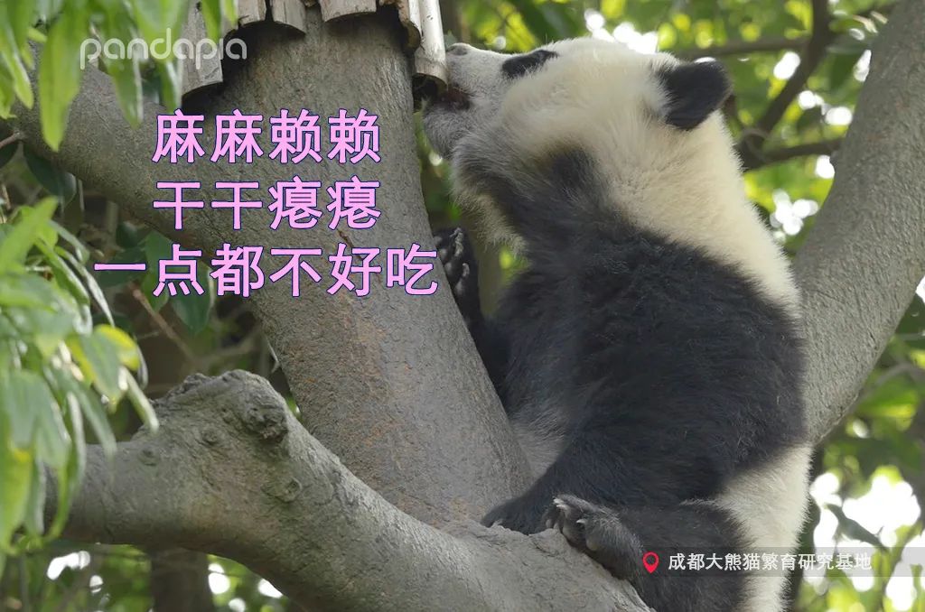 笑皇的排面有多大,三名饲养员接她回家。-微信头条网 笑皇的排面有多大,三名饲养员接她回家。