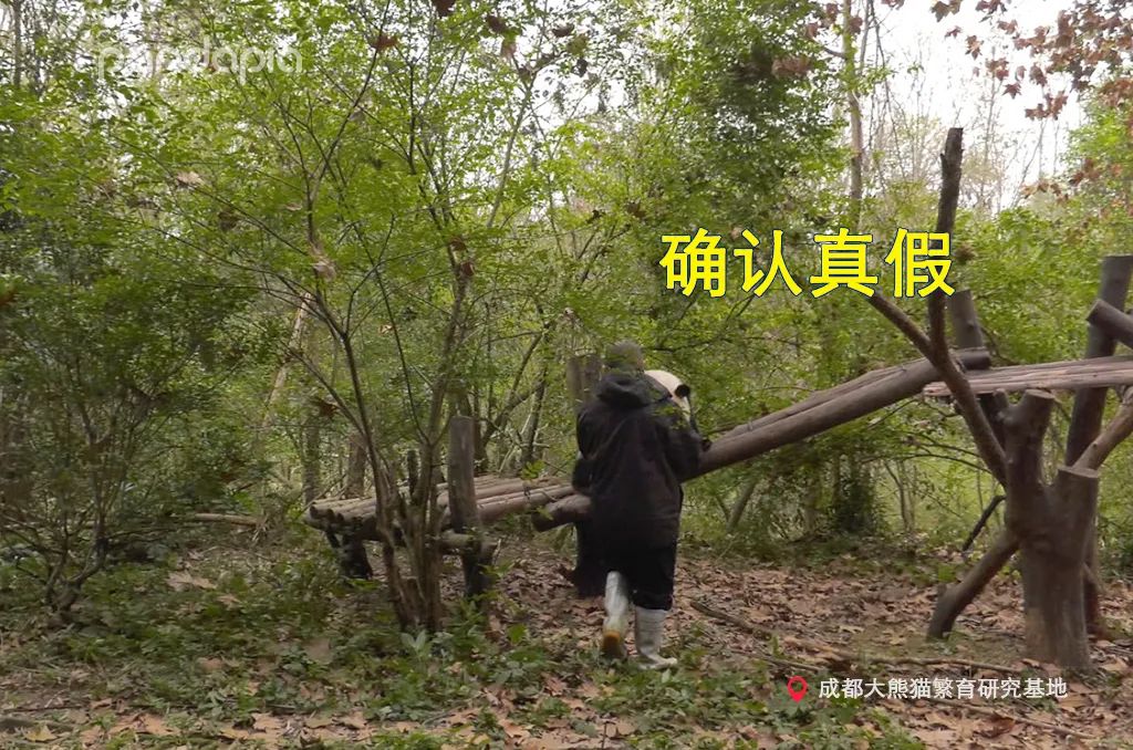 笑皇的排面有多大,三名饲养员接她回家。-微信头条网 笑皇的排面有多大,三名饲养员接她回家。