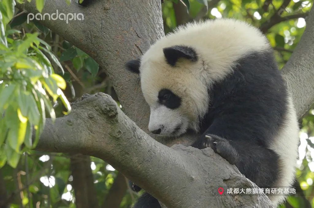 笑皇的排面有多大,三名饲养员接她回家。-微信头条网 笑皇的排面有多大,三名饲养员接她回家。