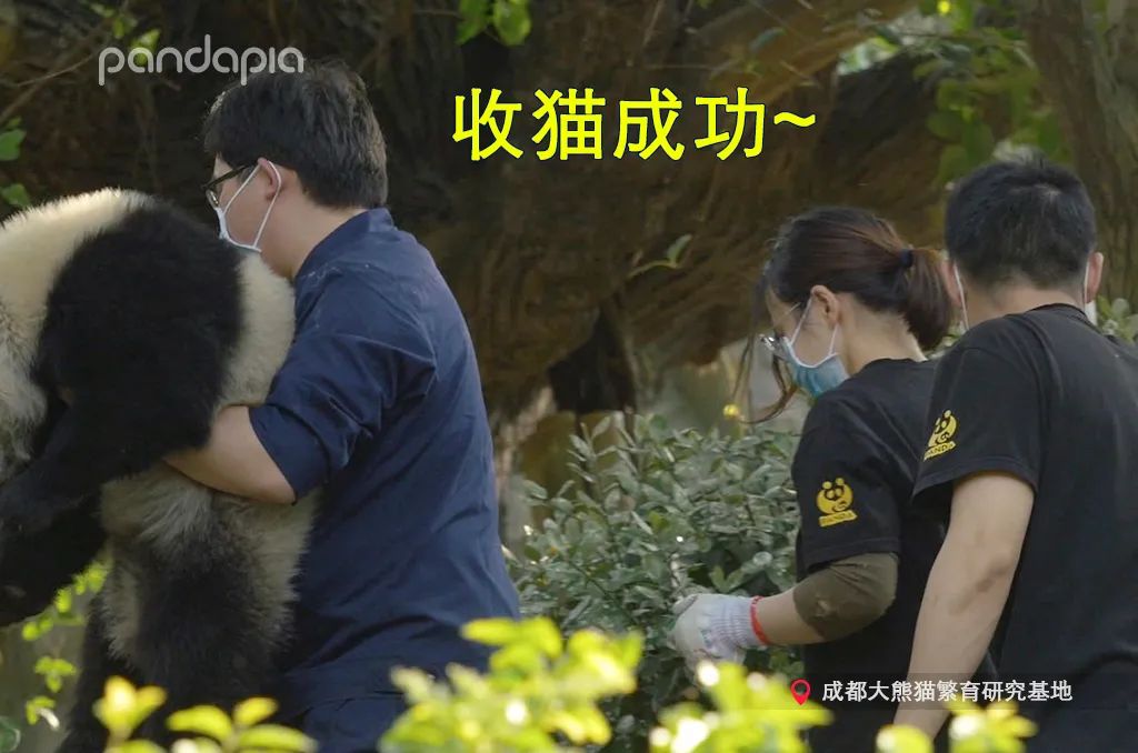 笑皇的排面有多大,三名饲养员接她回家。-微信头条网 笑皇的排面有多大,三名饲养员接她回家。