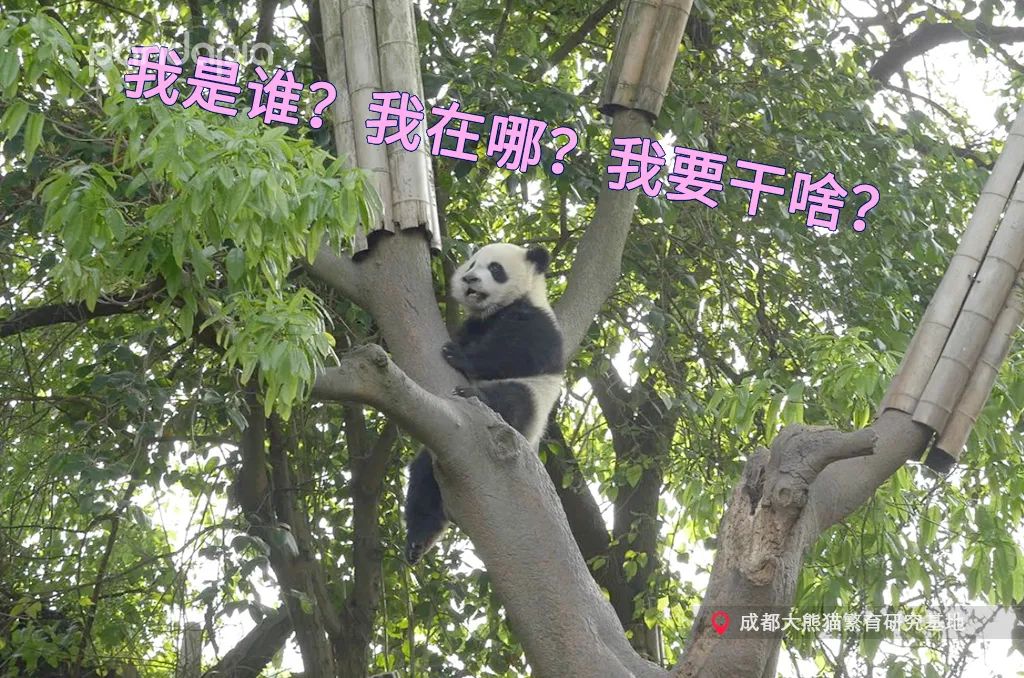 笑皇的排面有多大,三名饲养员接她回家。-微信头条网 笑皇的排面有多大,三名饲养员接她回家。