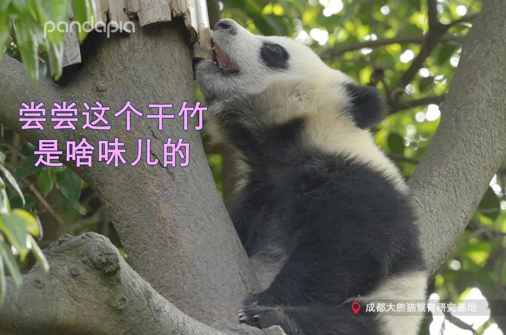 笑皇的排面有多大,三名饲养员接她回家。-微信头条网 笑皇的排面有多大,三名饲养员接她回家。