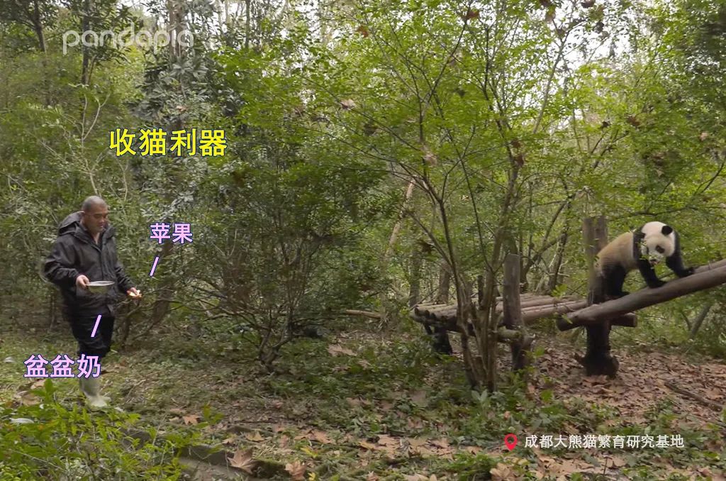 笑皇的排面有多大,三名饲养员接她回家。-微信头条网 笑皇的排面有多大,三名饲养员接她回家。