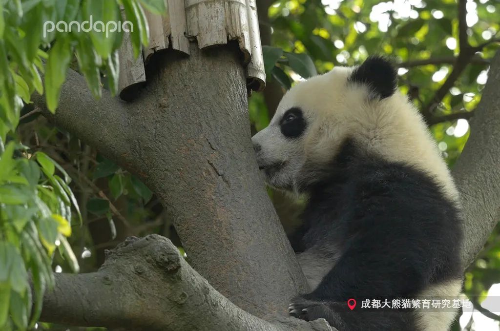 笑皇的排面有多大,三名饲养员接她回家。-微信头条网 笑皇的排面有多大,三名饲养员接她回家。