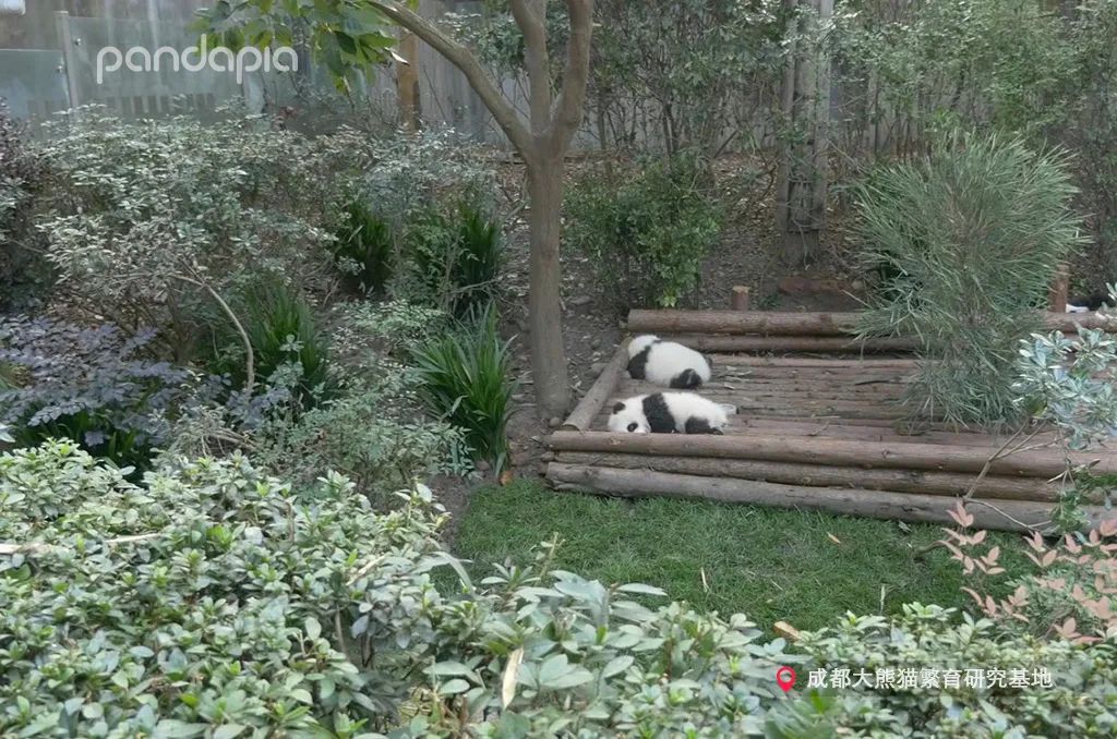 笑皇的排面有多大,三名饲养员接她回家。-微信头条网 笑皇的排面有多大,三名饲养员接她回家。