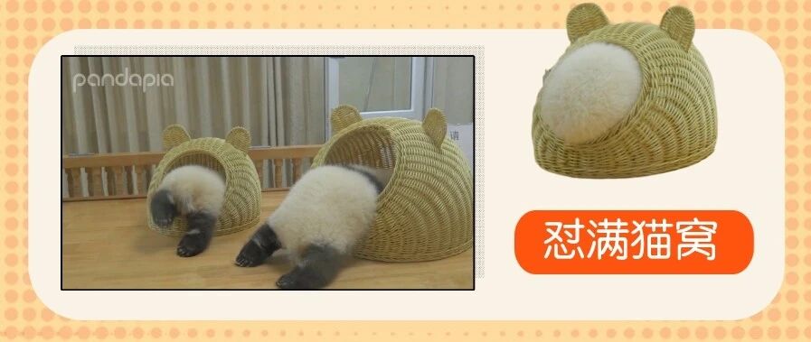 马上偷走！连窝端的那种！