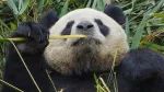 躺着吃，趴着睡，就是我们大小熊猫的最爱～