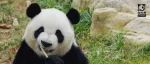 【福利放送】这只熊猫叫福顺～