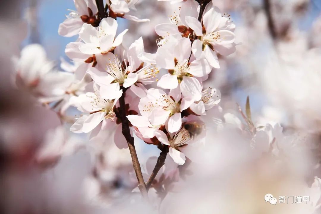 紫微斗数 | 红鸾 孤辰 寡宿论桃花