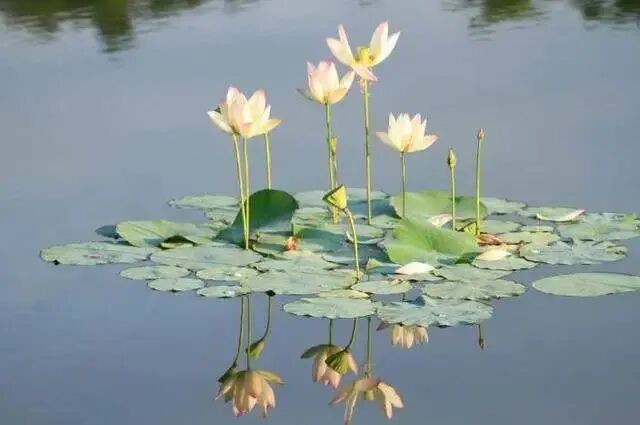 一元艾 看完了你就知道21 伏前 该如何艾灸 一元艾 专注艾灸30余载 引艾入万家