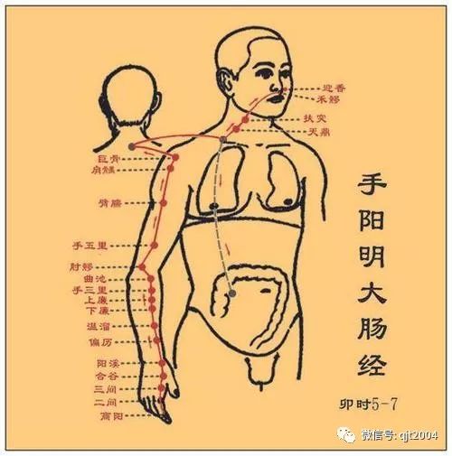 肘髎穴｜专治胳膊屈伸不利 肩臂痛麻