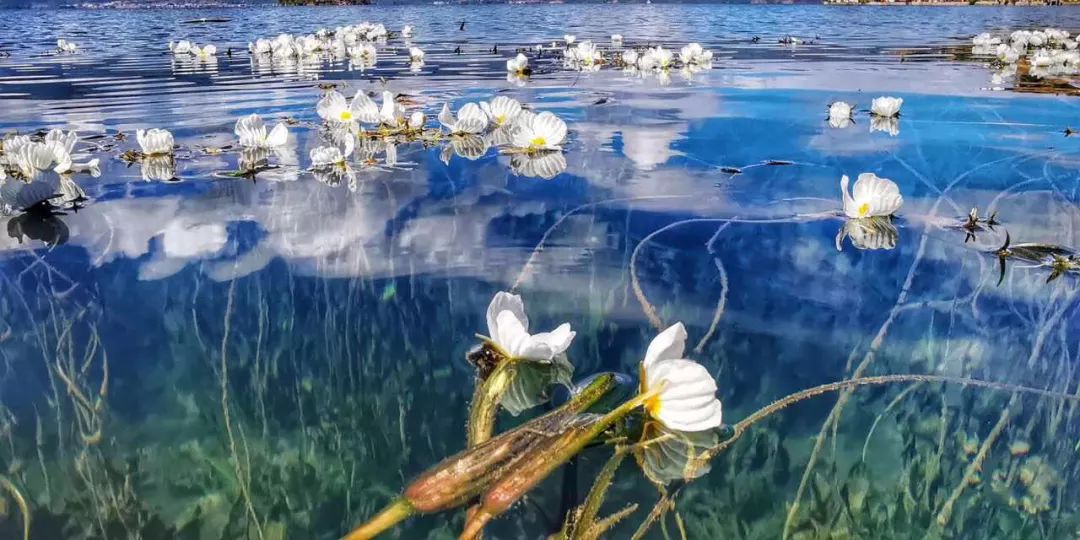 瀘沽湖的「水性楊花」火了！又浪又仙，關鍵是太好吃了…… 旅遊 第14張