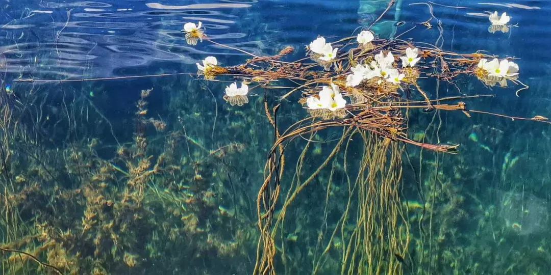 瀘沽湖的「水性楊花」火了！又浪又仙，關鍵是太好吃了…… 旅遊 第17張