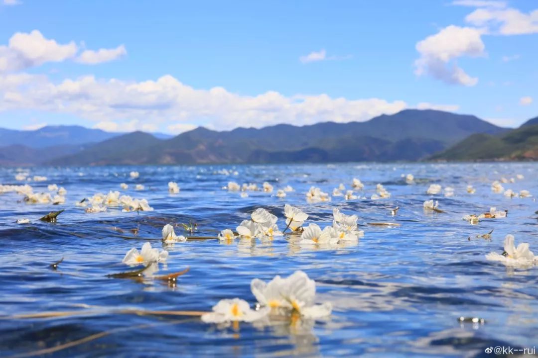 瀘沽湖的「水性楊花」火了！又浪又仙，關鍵是太好吃了…… 旅遊 第12張