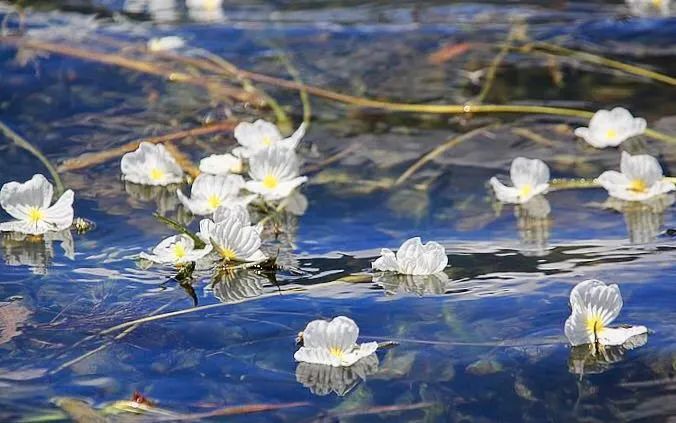 瀘沽湖的「水性楊花」火了！又浪又仙，關鍵是太好吃了…… 旅遊 第42張