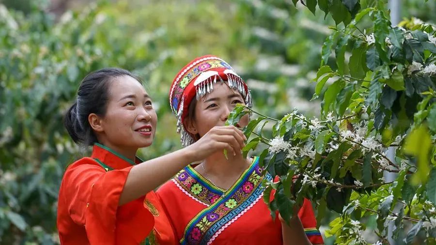 中國最隱秘的咖啡古村落：生於懸崖峭壁，樹齡超百年，祖祖輩輩把咖啡當水喝 旅遊 第24張