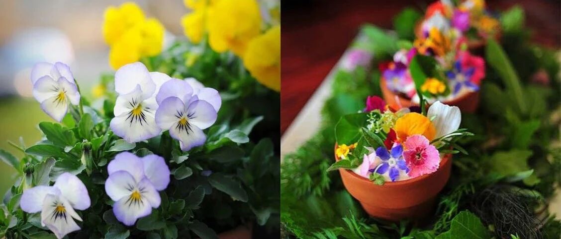 春播沙拉菜，30天后收获一个食材花园