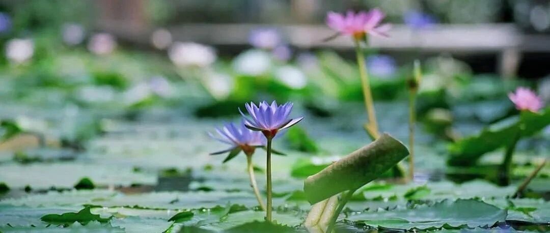 这些植物能从水底开出花，看完觉得我家还缺一口缸