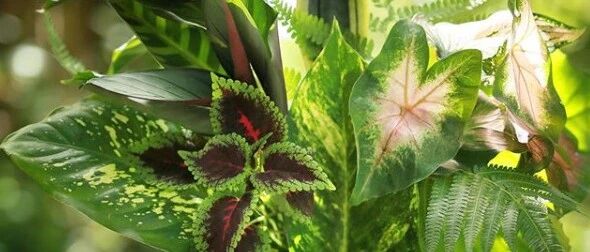 想要花园更耐看，这几盆陪衬必须在场！