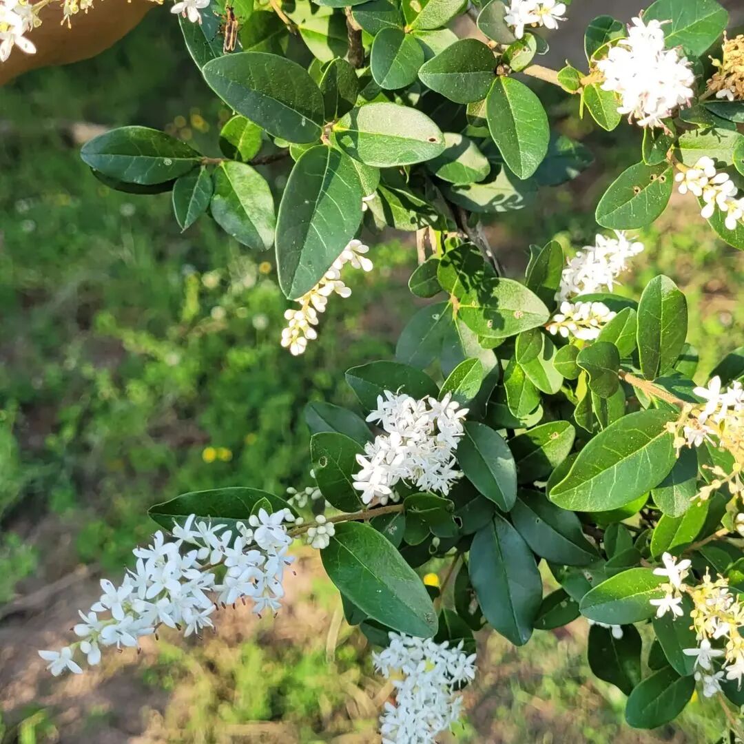 艺术与设计 这几种近在咫尺的初夏花香 你是否也都闻到过了