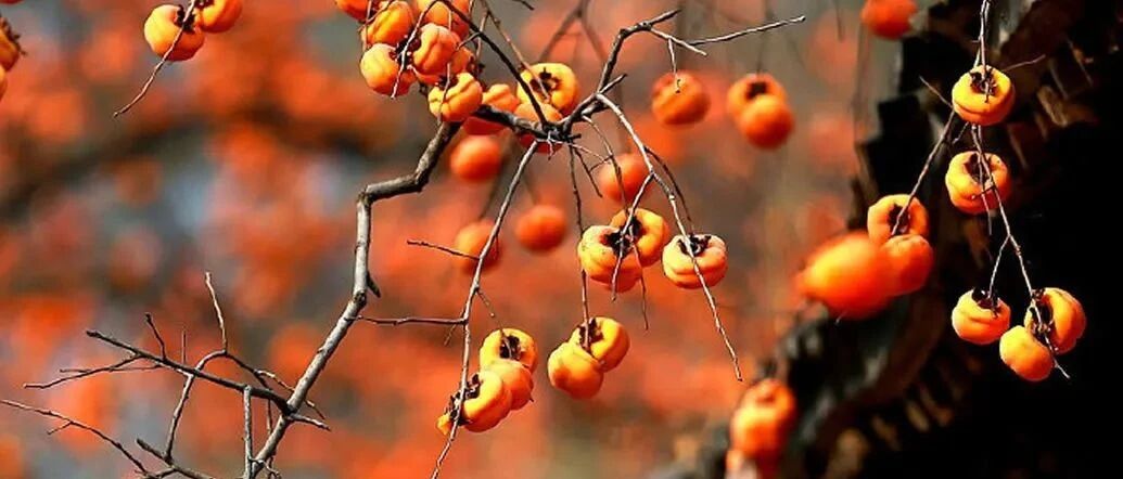 柿子的隐藏吃法火上热搜，前20年都吃的太单调...