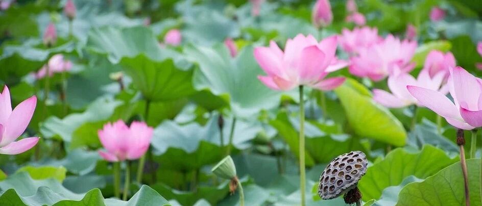 李子柒连做2年荷花宴，把荷花的精髓都吃透了