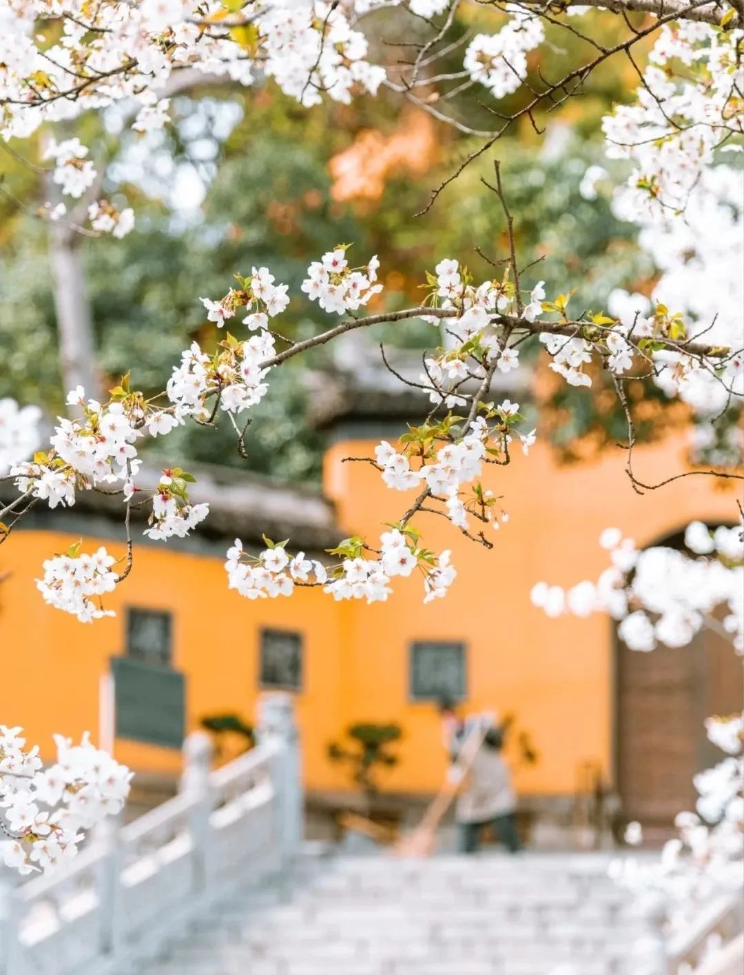 一到春天就美如画的古寺，花比香火旺，看完想出家
