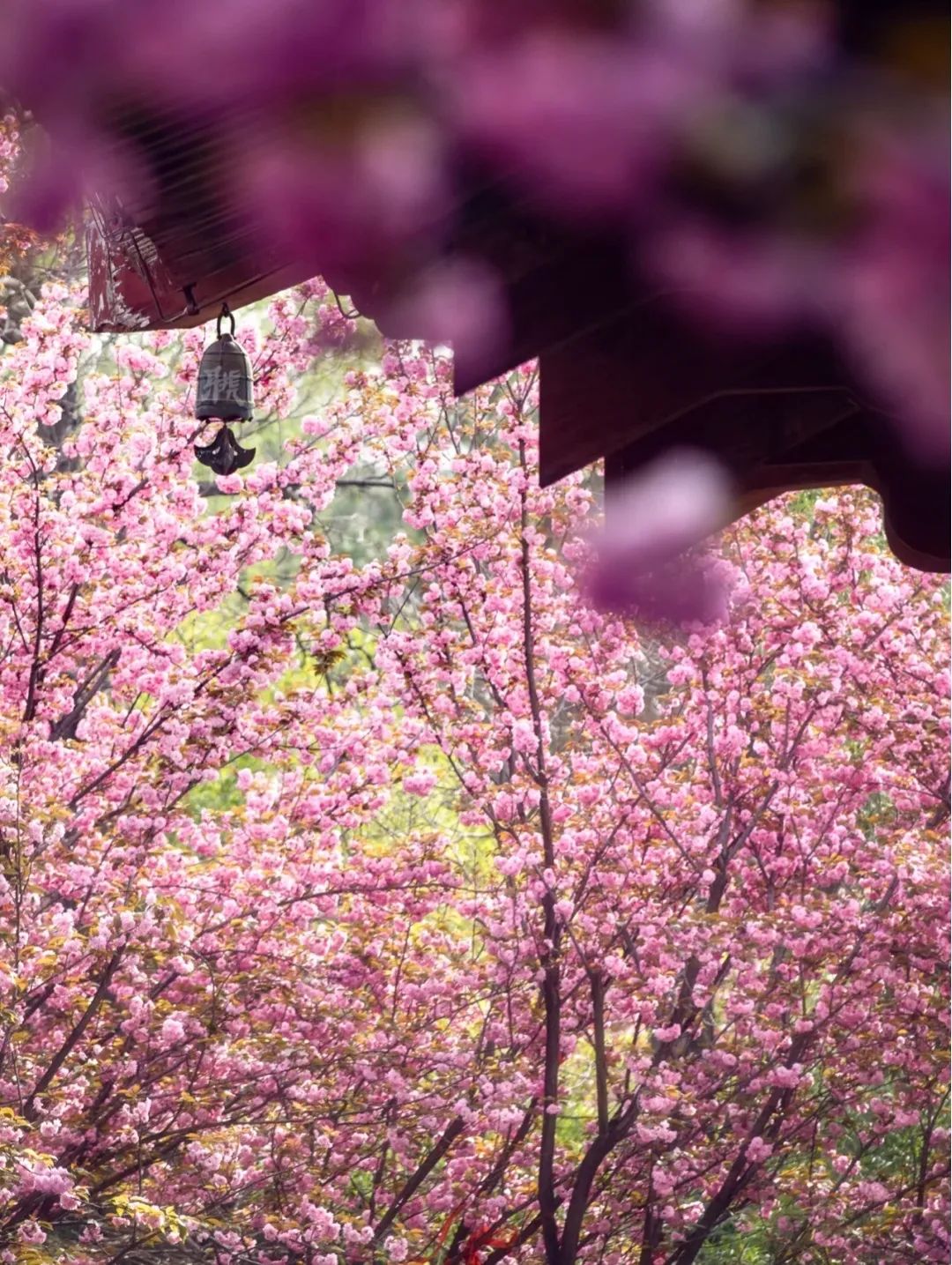 一到春天就美如画的古寺,花比香火旺,看完想出家-微信头条网 一到春天就美如画的古寺,花比香火旺,看完想出家