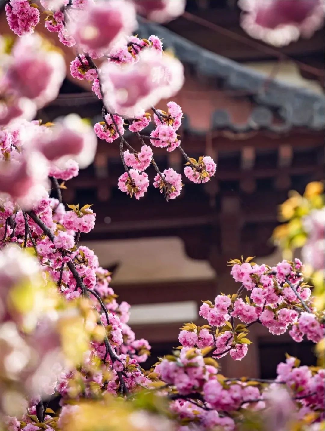 一到春天就美如画的古寺，花比香火旺，看完想出家
