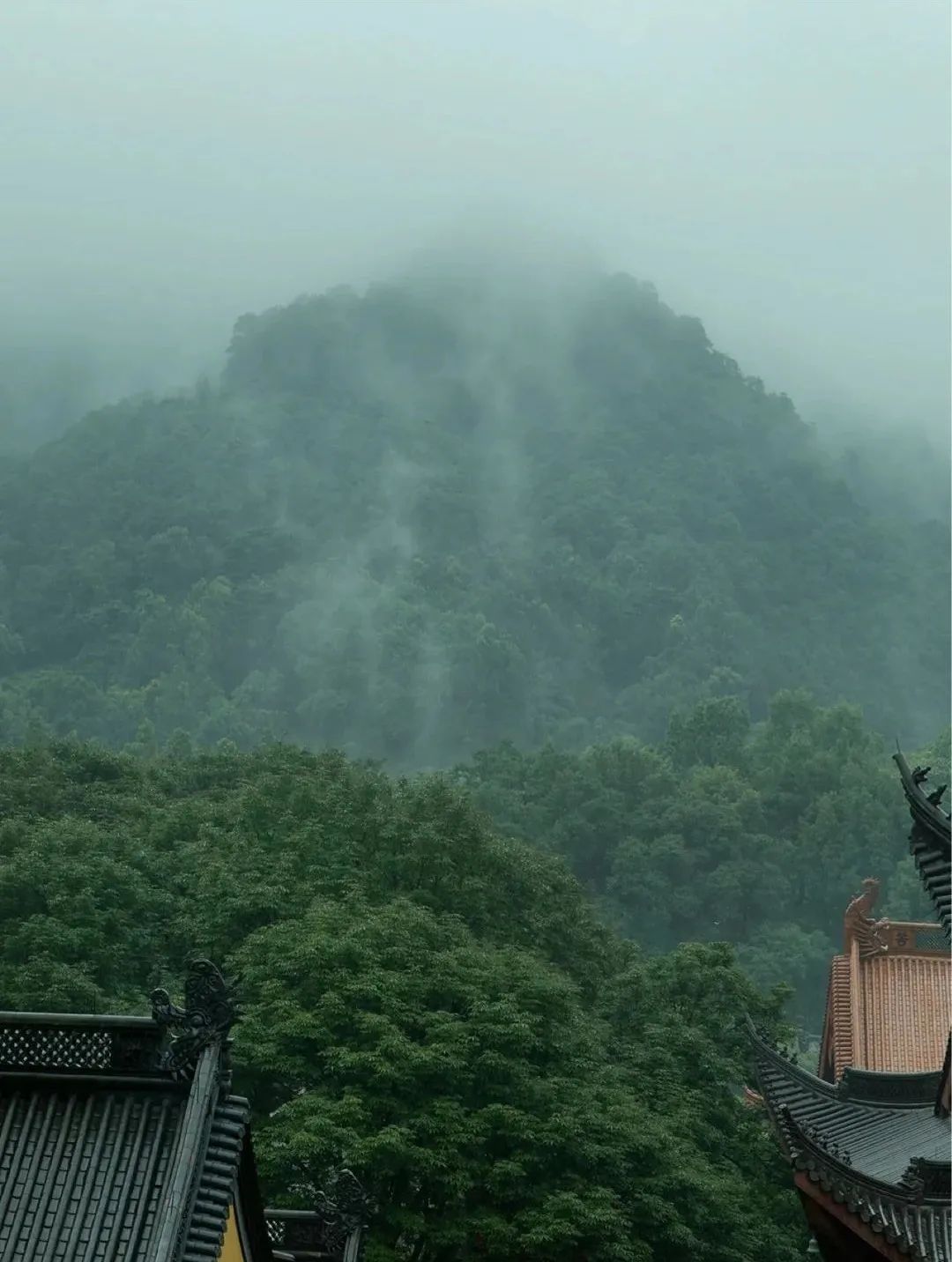 一到春天就美如画的古寺，花比香火旺，看完想出家