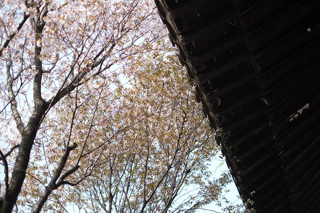 一到春天就美如画的古寺,花比香火旺,看完想出家-微信头条网 一到春天就美如画的古寺,花比香火旺,看完想出家