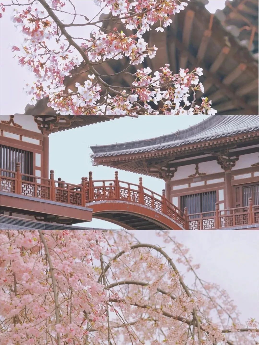 一到春天就美如画的古寺，花比香火旺，看完想出家