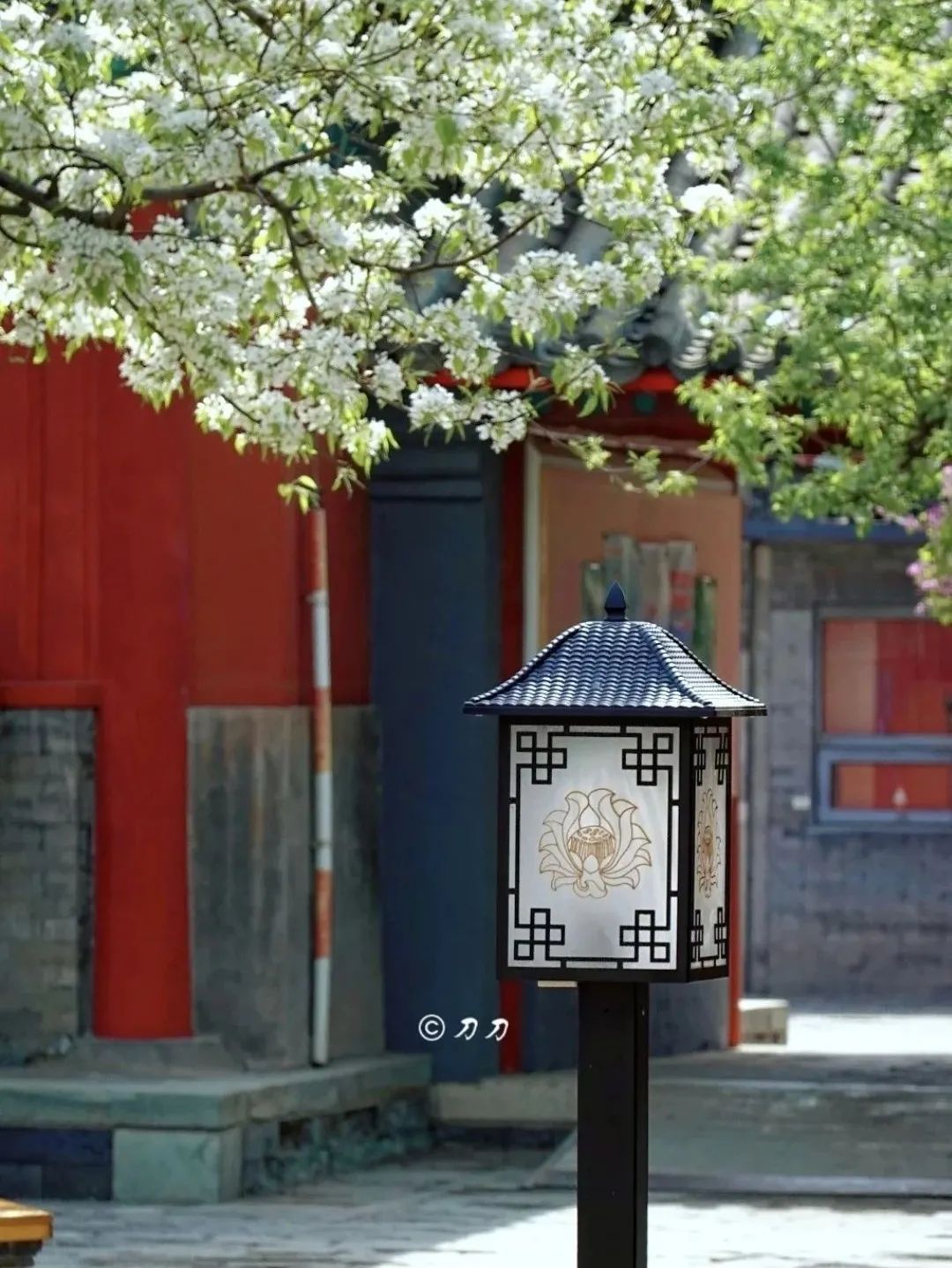 一到春天就美如画的古寺，花比香火旺，看完想出家