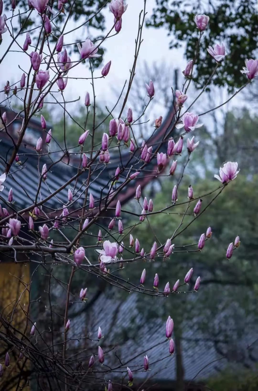 一到春天就美如画的古寺,花比香火旺,看完想出家-微信头条网 一到春天就美如画的古寺,花比香火旺,看完想出家