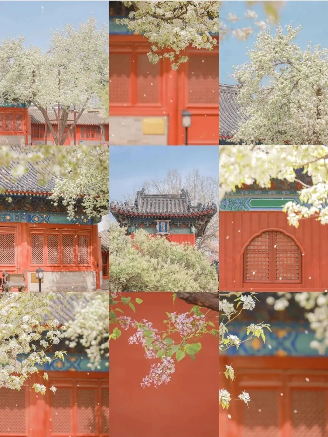 一到春天就美如画的古寺，花比香火旺，看完想出家