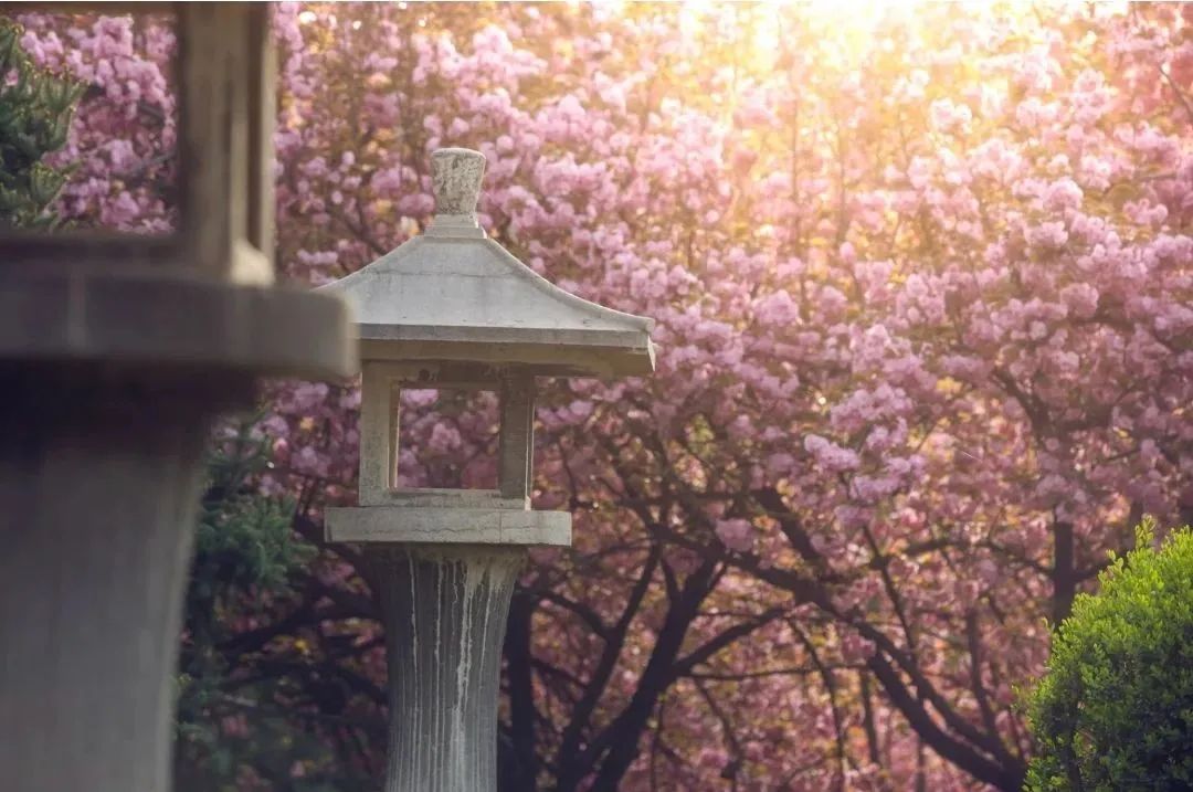 一到春天就美如画的古寺，花比香火旺，看完想出家