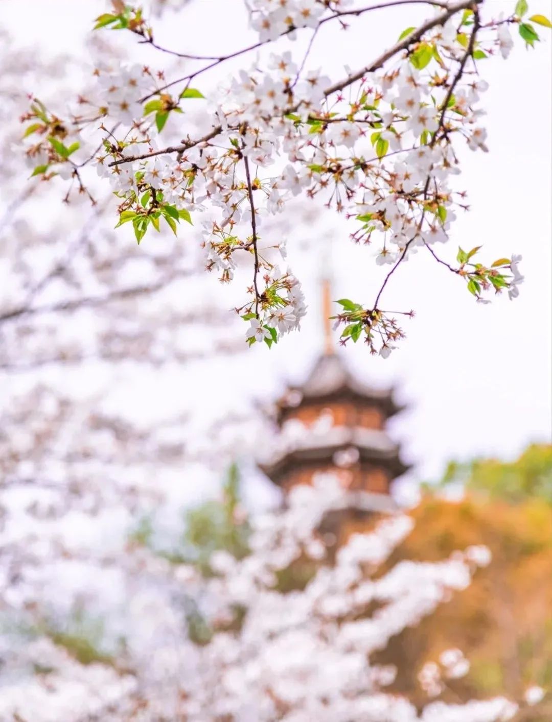 一到春天就美如画的古寺，花比香火旺，看完想出家